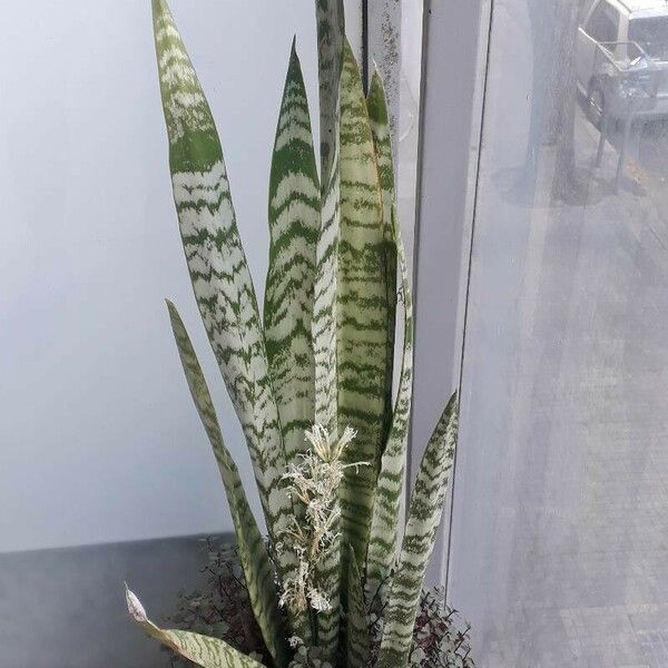 Dracaena hyacinthoides Hàbitat