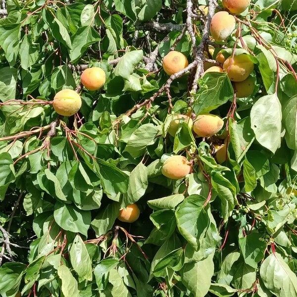 Prunus armeniaca Celota