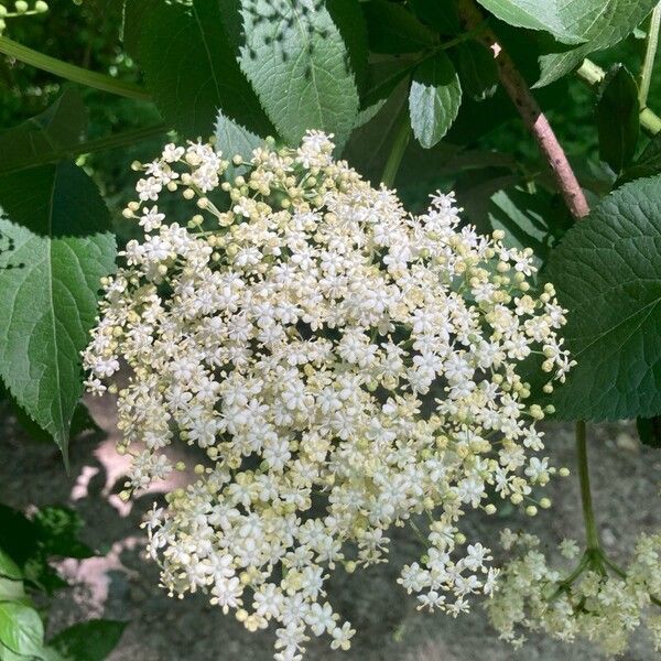 Sambucus nigra Квітка