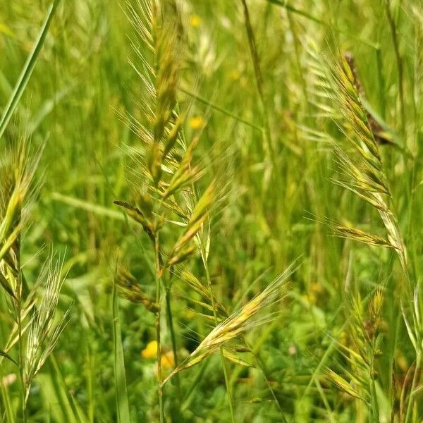 Festuca bromoides Fuelha