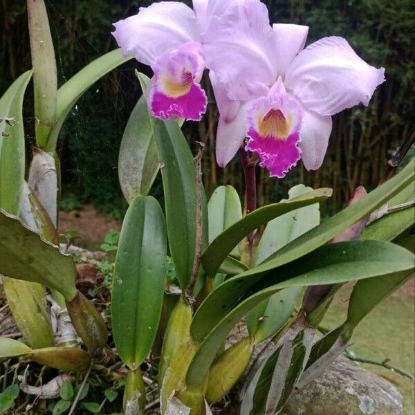 Cattleya trianae Flower