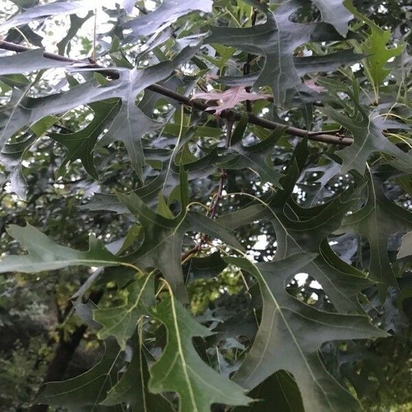 Quercus coccinea Blad