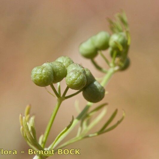 Bifora testiculata Fruit