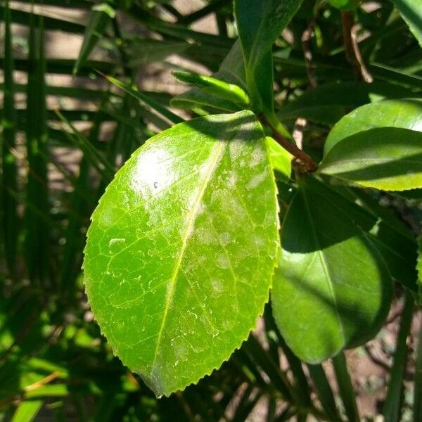 Camellia japonica Leaf