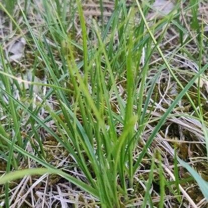 Carex divisa পাতা