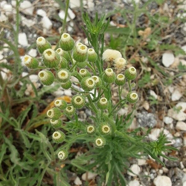 Erigeron bonariensis Blomma