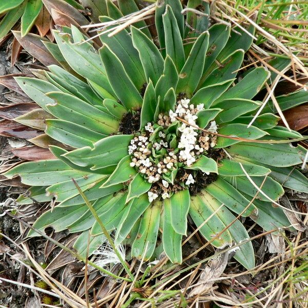 Valeriana rigida 葉