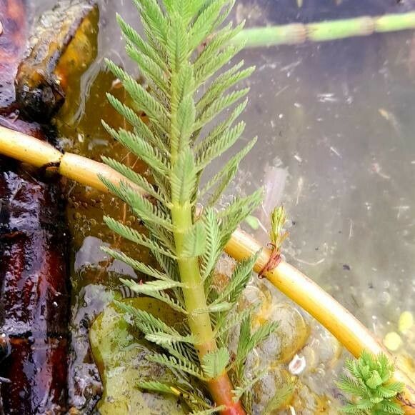 Myriophyllum aquaticum Feuille