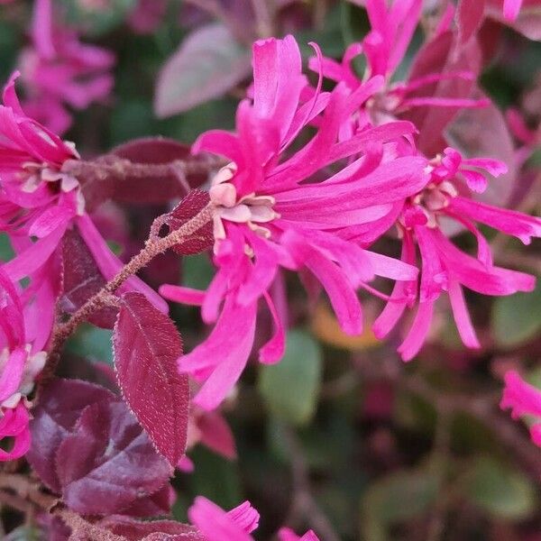 Loropetalum chinense 花