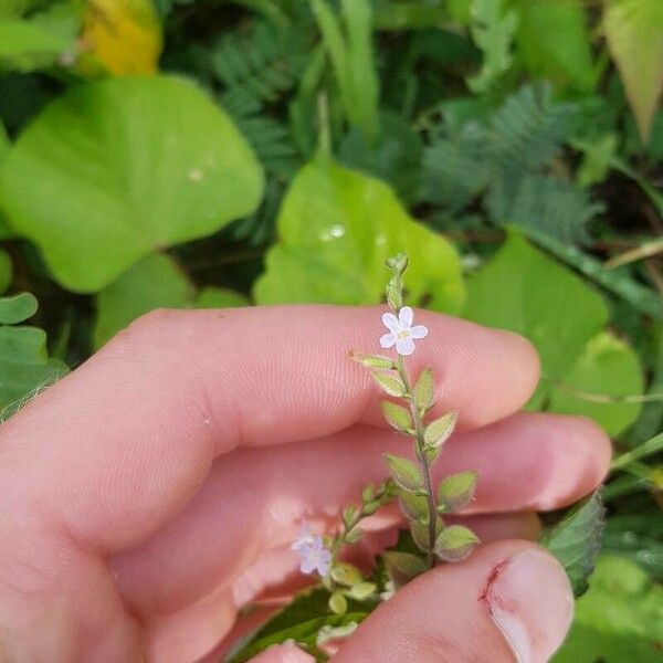 Priva lappulacea Flower