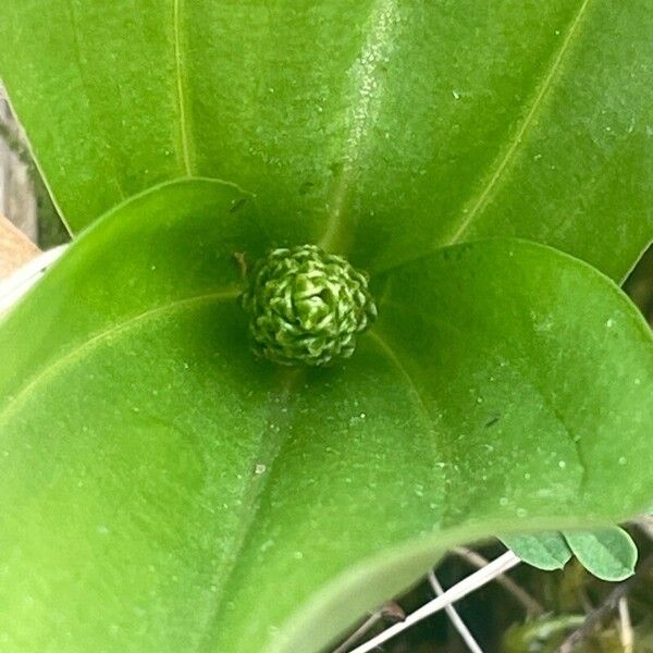 Neottia ovata Flower