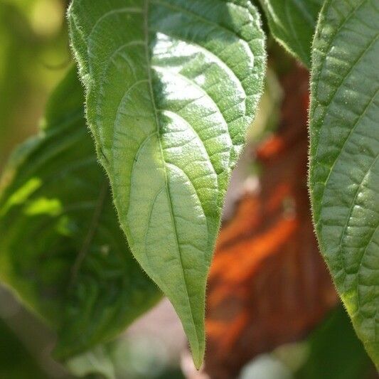 Aphelandra sinclairiana Lehti