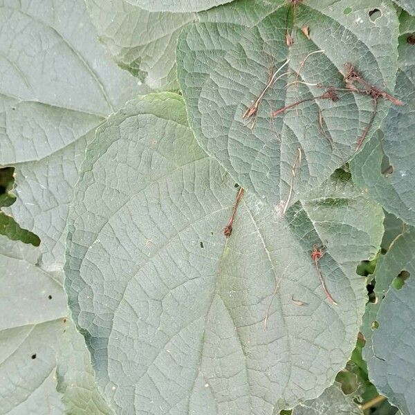 Clerodendrum bungei Leaf