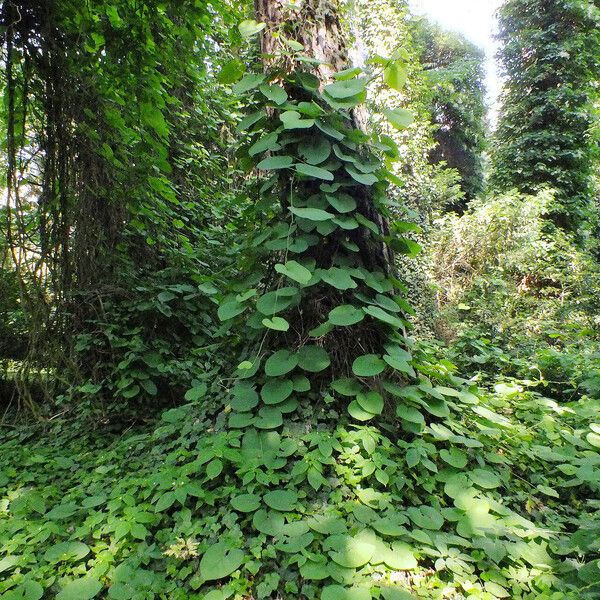 Aristolochia macrophylla Hoja