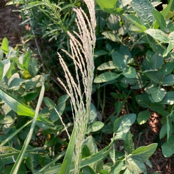 Digitaria insularis Flor