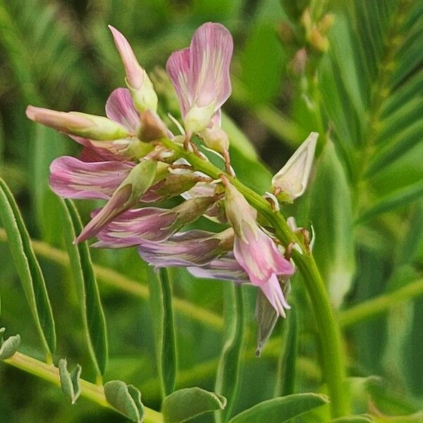 Astragalus atropilosulus Blomma