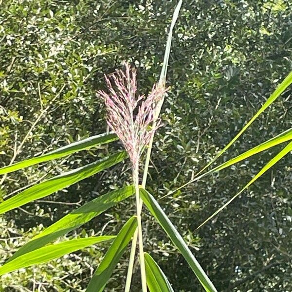 Phragmites australis 花