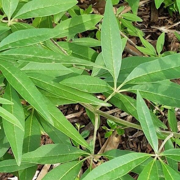 Vitex agnus-castus Leaf