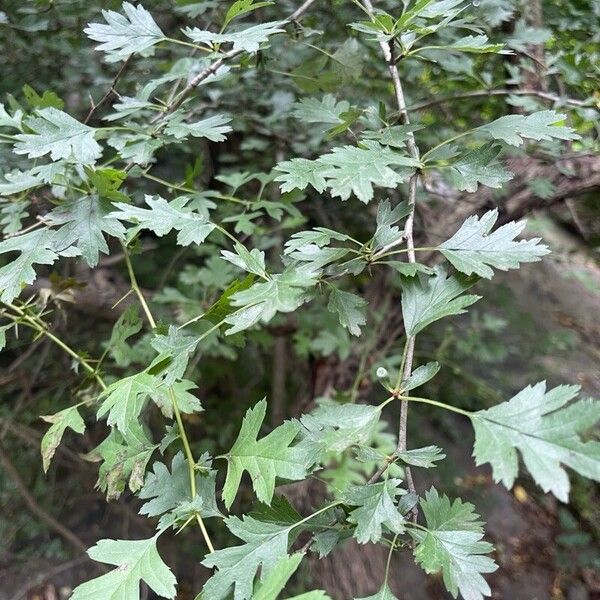 Crataegus rhipidophylla Liść