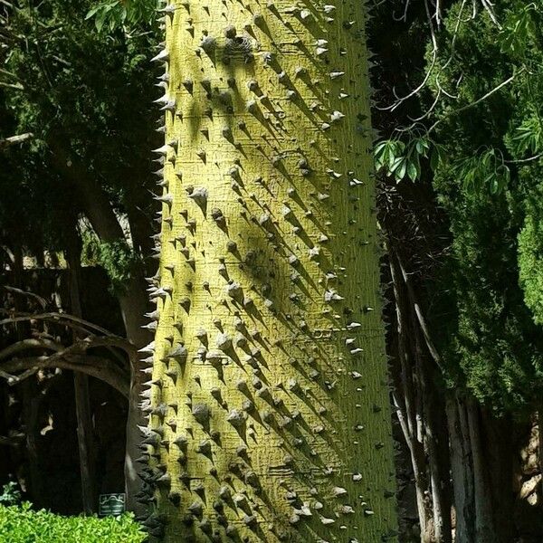 Ceiba speciosa Bark