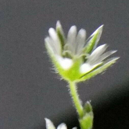 Cerastium semidecandrum Flor