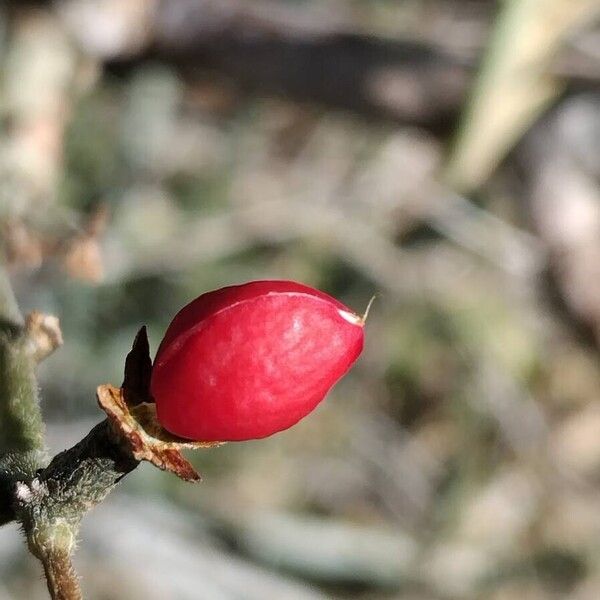 Xerosicyos danguyi Fruit