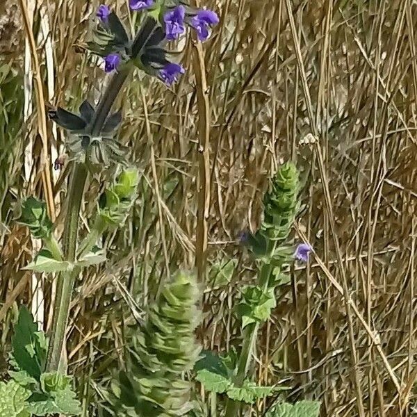 Salvia verbenaca Blomst