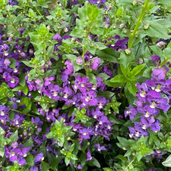 Angelonia angustifolia ᱵᱟᱦᱟ