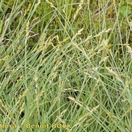 Carex canescens Hábito