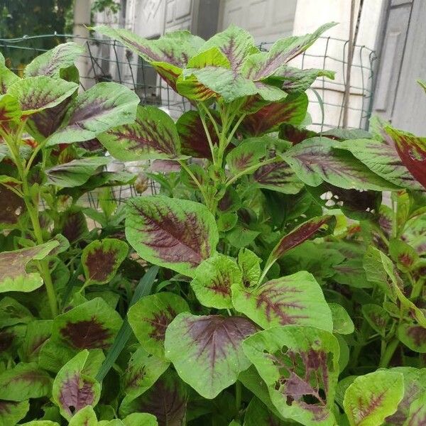 Amaranthus tricolor Φύλλο