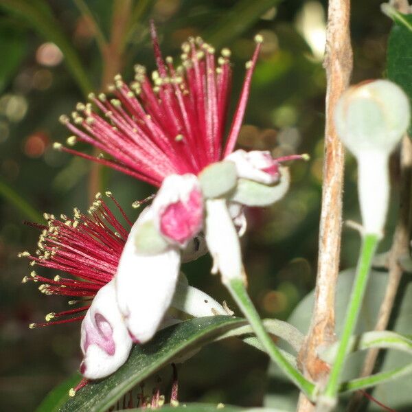 Acca sellowiana Flower