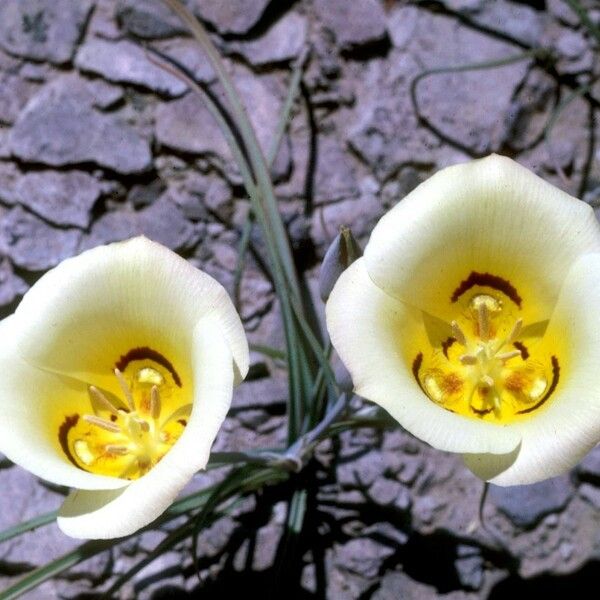 Calochortus aureus Žiedas