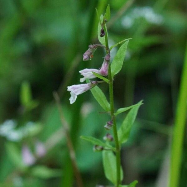 Scutellaria minor 花