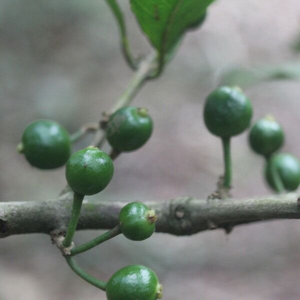 Eugenia stictopetala Fruchs