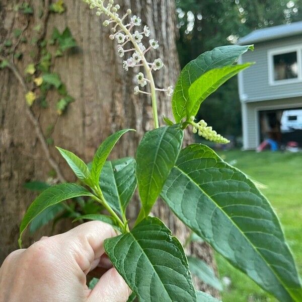 Phytolacca americana Φύλλο