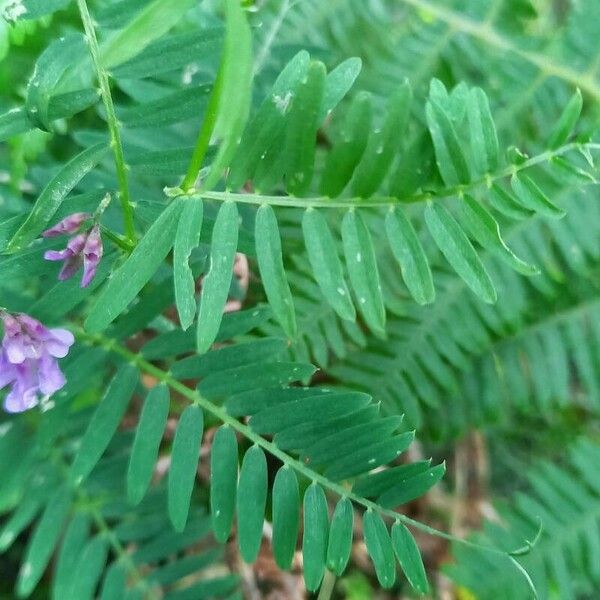 Vicia cracca Folha