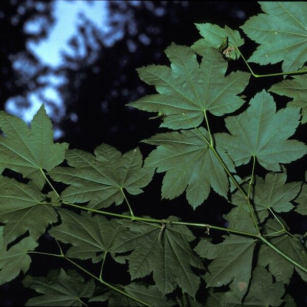 Acer circinatum Kůra