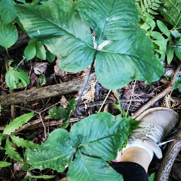 Arisaema triphyllum Blatt