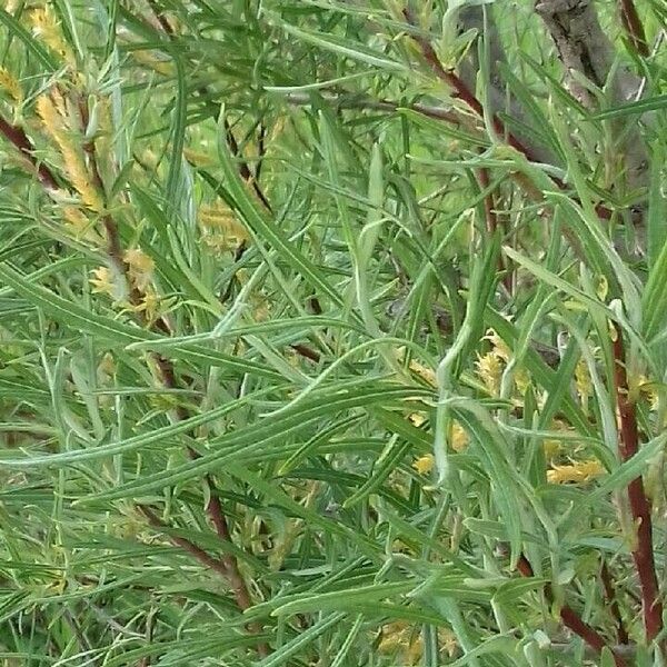 Salix eleagnos Leaf