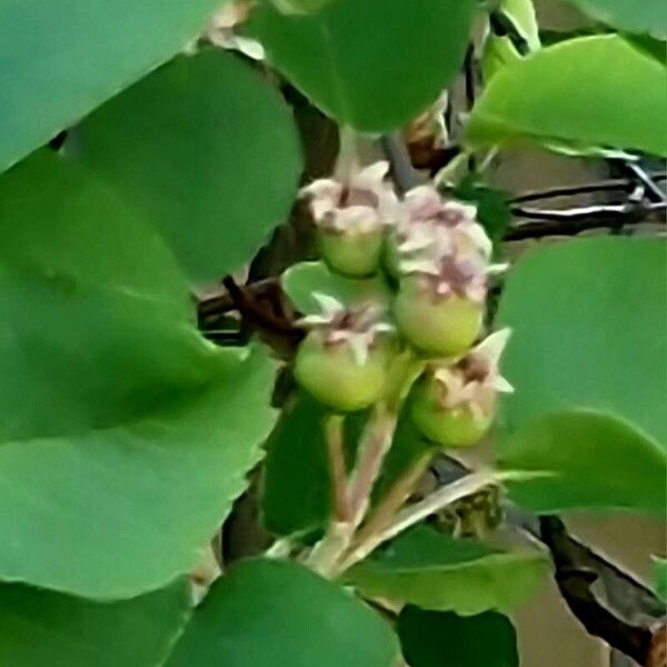 Amelanchier alnifolia Vili