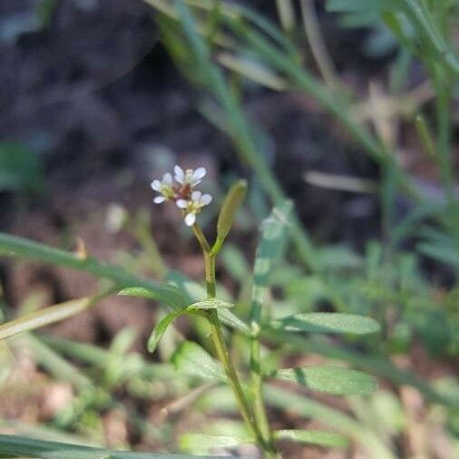 Cardamine oligosperma Кветка