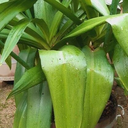 Crinum moorei Leaf