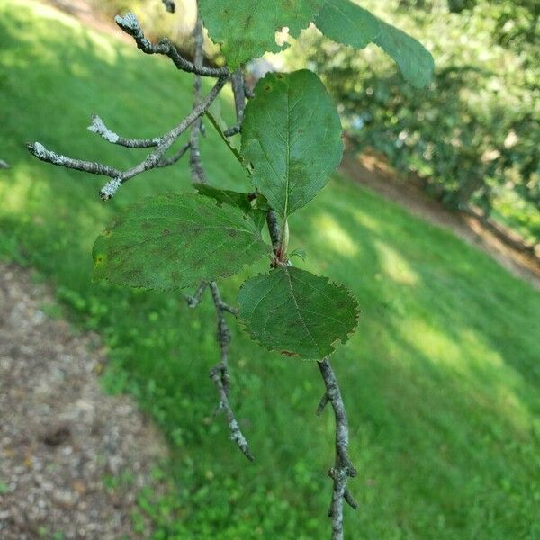 Malus asiatica Leaf