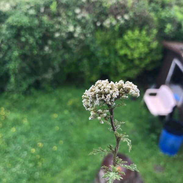 Achillea ligustica Flower