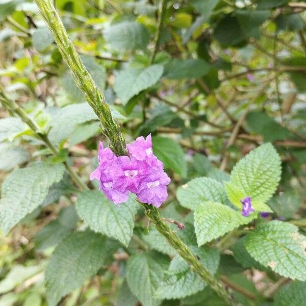 Stachytarpheta frantzii പുഷ്പം