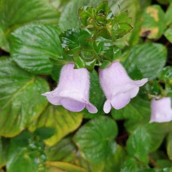 Gloxinia perennis Цветок