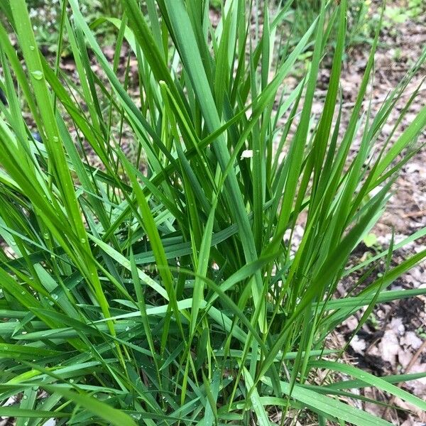 Anthoxanthum nitens पत्ता