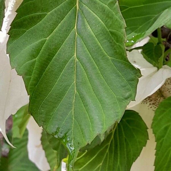 Davidia involucrata Liść