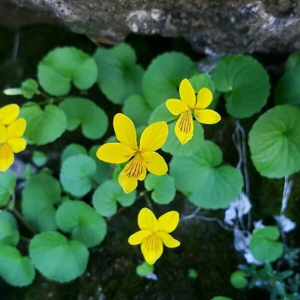 Viola biflora फूल