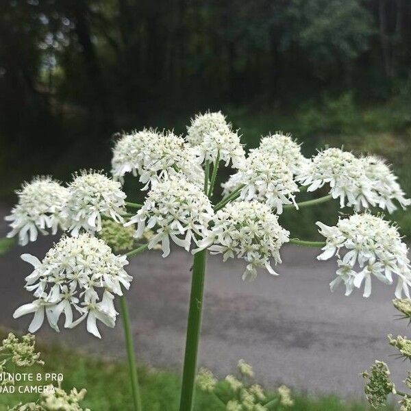 Heracleum sphondylium Flor